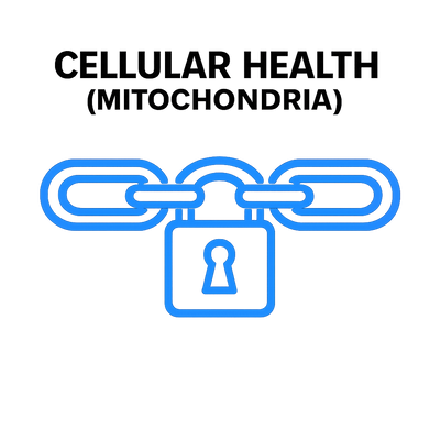 Cellular Health - Mitochondria